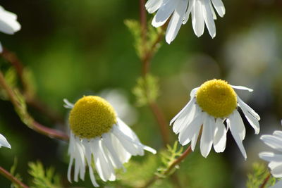 Close-up of white flowers