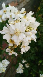 Close-up of white flowers