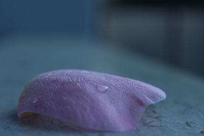 Close-up of wet pink leaf