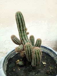 Close-up of lizard on plant