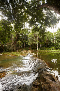 Scenic view of river in forest