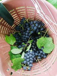 High angle view of grapes in basket
