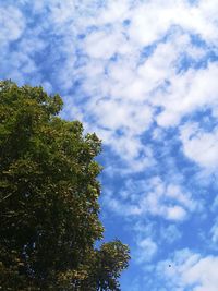 Low angle view of tree against sky