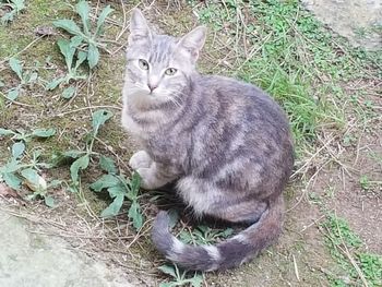 Portrait of cat sitting on field