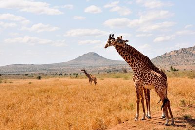 Giraffes on a field