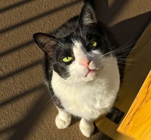 High angle portrait of cat sitting on floor