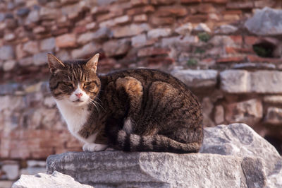 Cat sitting on retaining wall