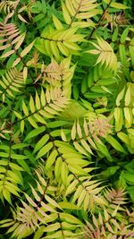 High angle view of leaves