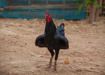 View of a bird on the land