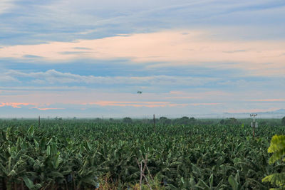 Scenic view of agricultural field against sky during sunset