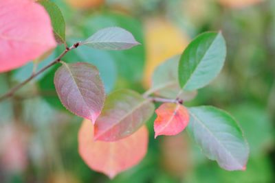 Close-up of plant