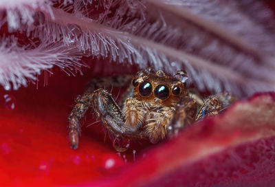 Close-up of spider