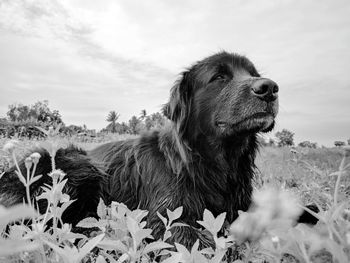 Dog on tree against sky