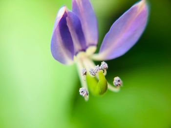 Close-up of purple flowering plant