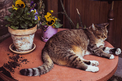 Cat lying on potted plant