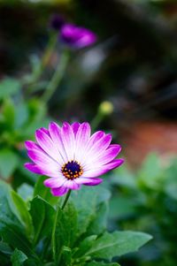 Close-up of purple flower blooming outdoors