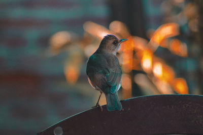 Close-up of bird perching on railing