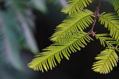 Close-up of palm tree leaves