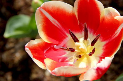 Close-up of red flower