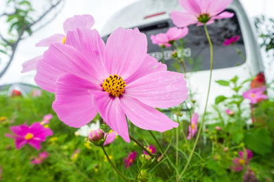 Close-up of pink flower on plant