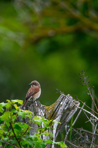 Close-up of bird perching on tree