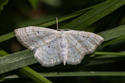 Close-up of butterfly on plant