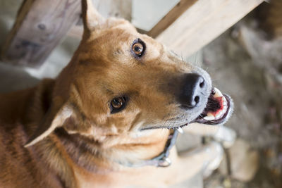 Close-up portrait of dog looking away