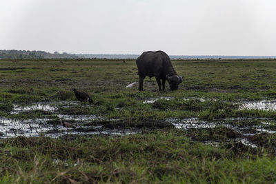 Buffalo grazing in a field