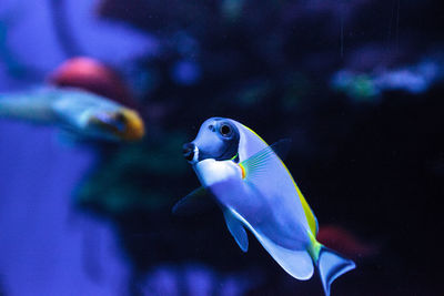 Powderblue tang fish acanthurus leucosternon on a coral reef.