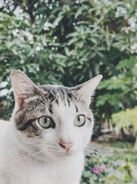 Close-up portrait of a cat