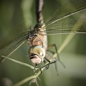 Close-up of dragonfly on plant