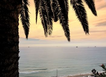 Scenic view of palm trees on beach during sunset