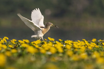 Bird flying in a flower