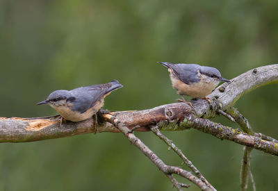 Nuthatches perching on branch