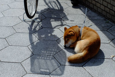 High angle view of dog relaxing on sidewalk