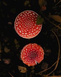 Close-up of fly agaric mushroom on field