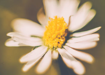 Close-up of white flower