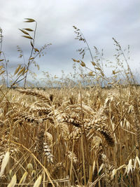 Close-up of plants growing in field