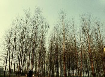 Low angle view of bare trees against sky