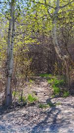 Plants growing on land in forest