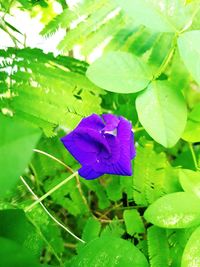 Close-up of purple flowering plant