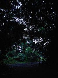 Silhouette trees on field in forest