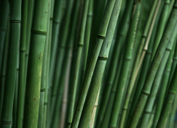 Full frame shot of bamboos