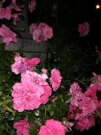 High angle view of pink flowering plants