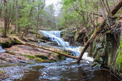 Scenic view of waterfall in trees