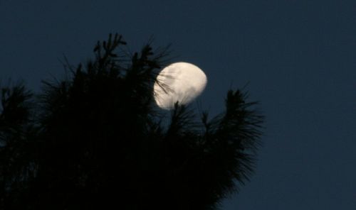 Low angle view of trees against sky