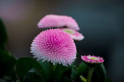 Close-up of pink flowers blooming outdoors