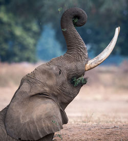 The african bush elephant