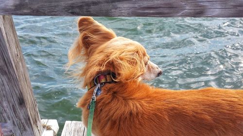 Golden retriever on jetty