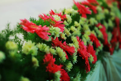 Close-up of red flowering plants